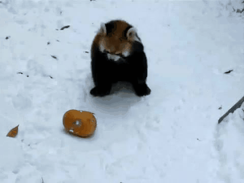 The Mighty Predator [Red Panda vs a pumpkin or squash or something]