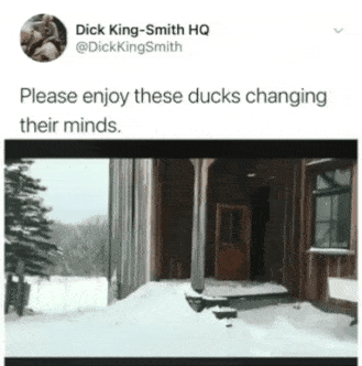 Please enjoy these ducks changing their minds