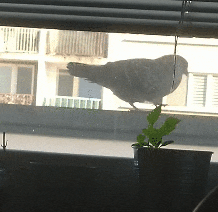 Pigeon on my balcony: I'll try spinning, that's a good trick!