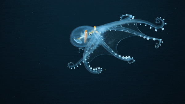 Glass Octo