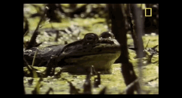 Froggos '23 #189 - Murican Frog on His Way to Get a Borgar