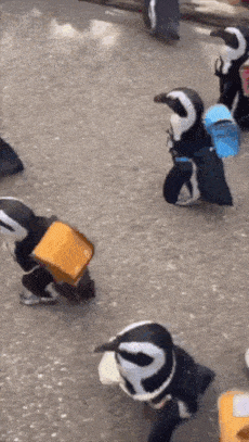 For No Particular Reason, Penguins With Backpacks