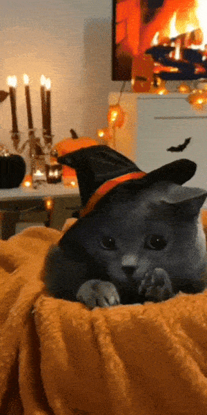 Spookposting '23 #40/Caturday - Witchy Kitty