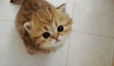 Cutest kitty