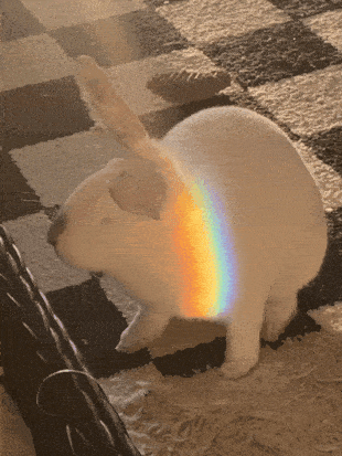 Rainbow Bunny (Rainbunny?)