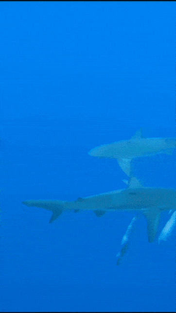 Shark Attack '24 #3 - Galapagos Sharks in Hawaii