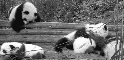 Baby pandas being cute