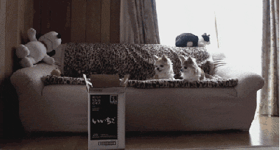 Yet another cat fail