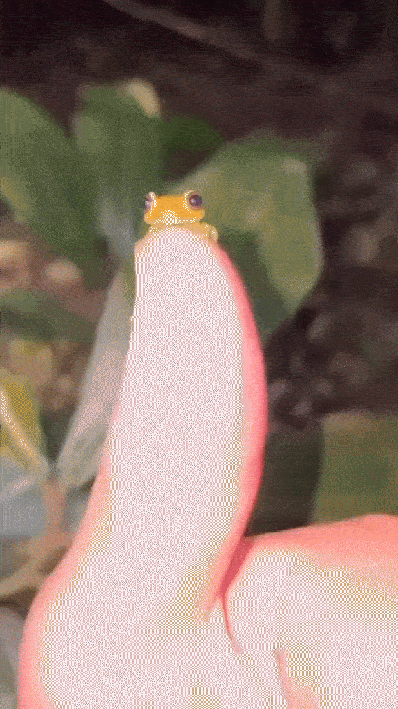 Teeny Froggo