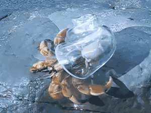 Hermit uses glass as shell