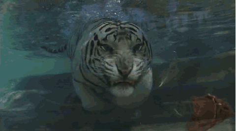 Tiger goes fishing for food. Quite terrifying