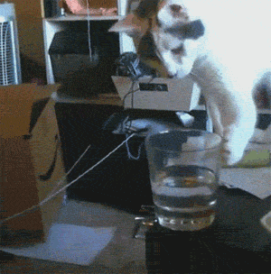 Cats knocking stuff over