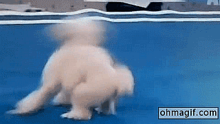 Dog doing somersault