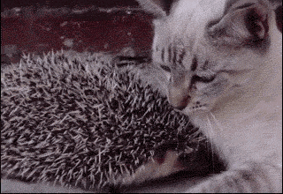 Cat cuddles hedgehog. Sometimes, love hurts