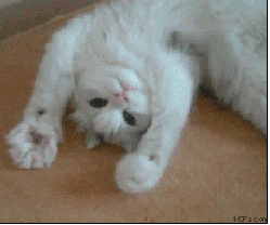 Just stretching my paws