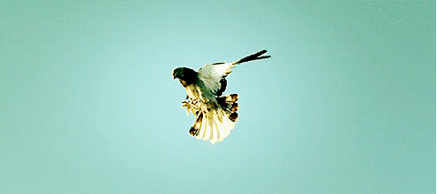 Bird flips mid-flight