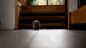 A baby wombat scurrying across the floor