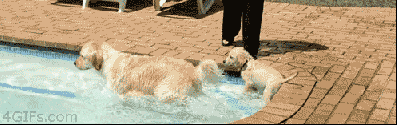 Mom teaches puppy how to swim