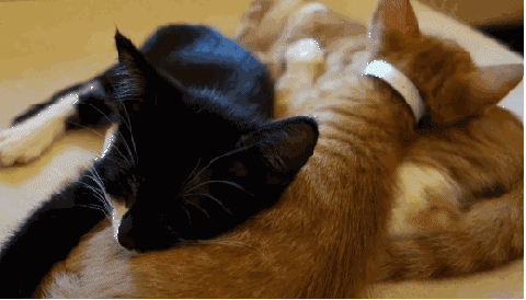 Kittens sleeping in a cuddle triangle (looped)