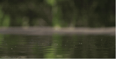 Frog hopping over water