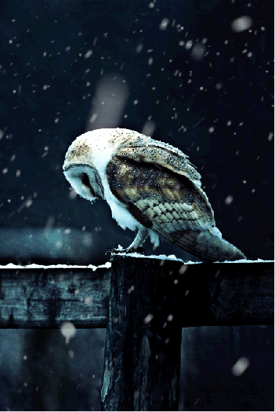 The snowy owl