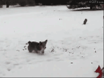 Some dogs just love snow