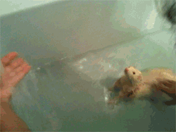 A ferret enjoying his bath.