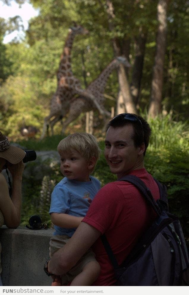 Giraffe photobombing