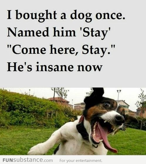 I bought a dog once...