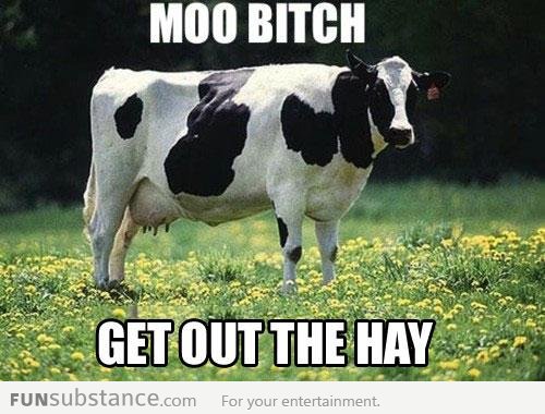 Moo b*tch!