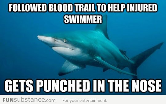 Misunderstood shark