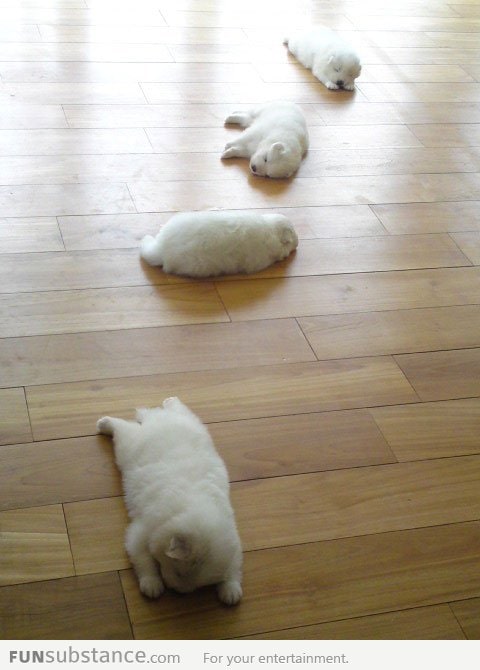 Trail of puppies