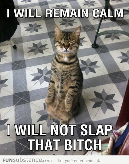 Anger management cat