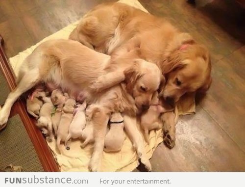 Just puppies with their mom and grandma...