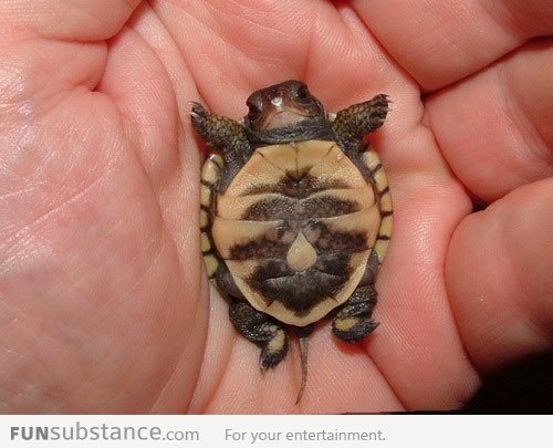 Newborn baby turtle