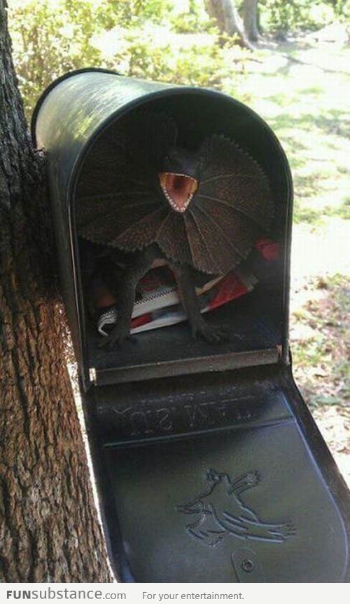 How I Scared The Hell Out Of My Mailman