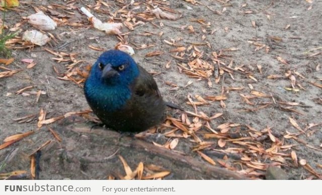 Found a real angry bird today