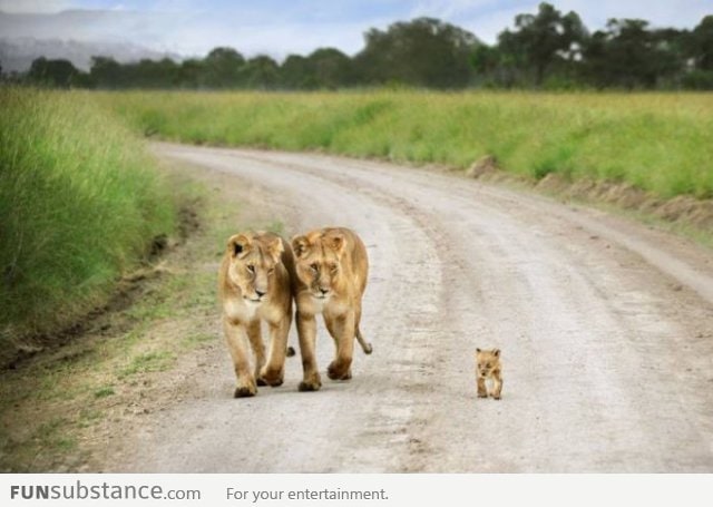 Baby Lion Proud Walk