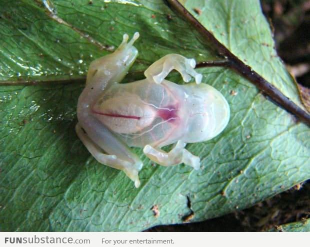 Fully translucent rain forest frog