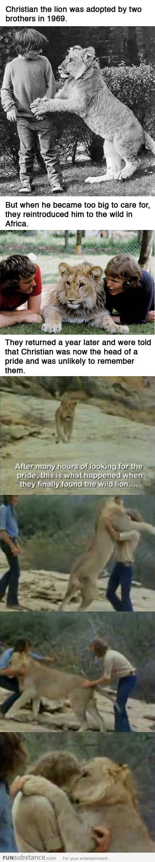 The Story of Christian the Lion