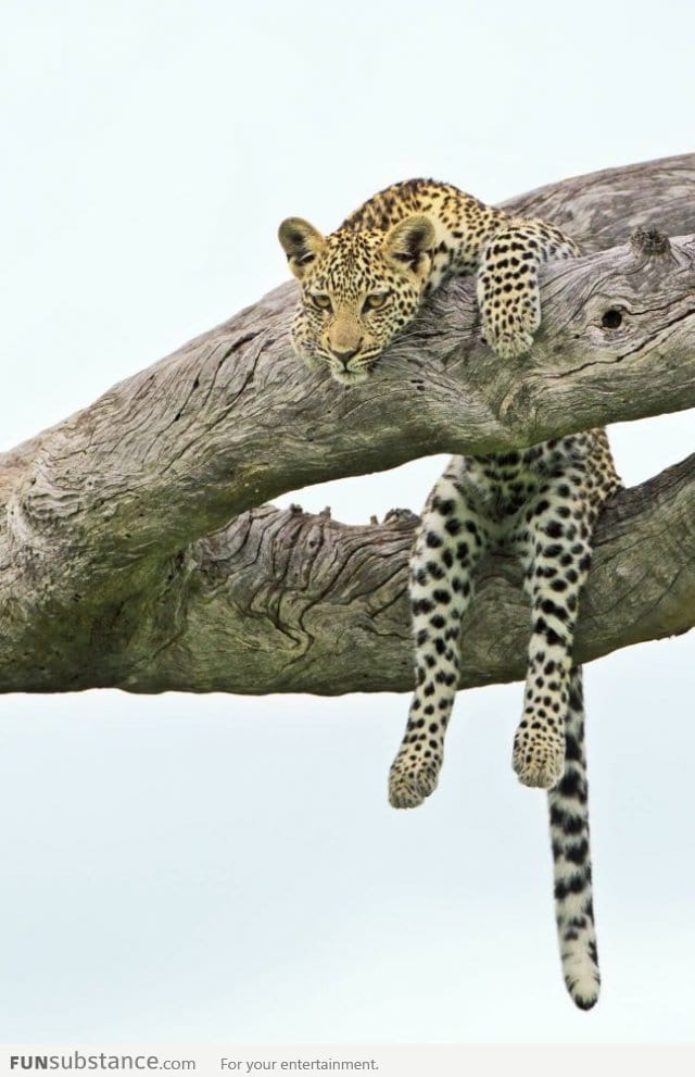 I don't want to to do anything, just like this leopard