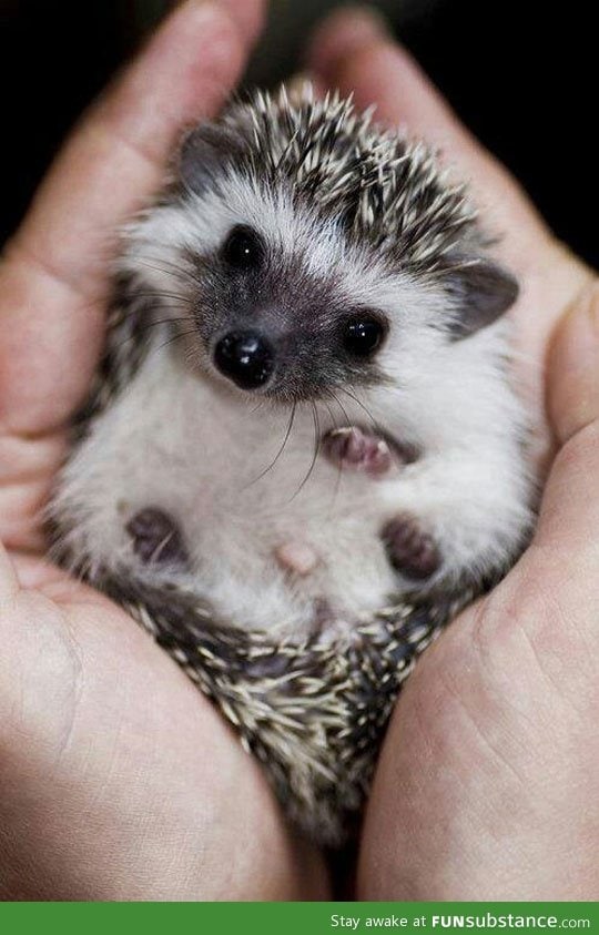 The cutest baby hedgehog you'll see today