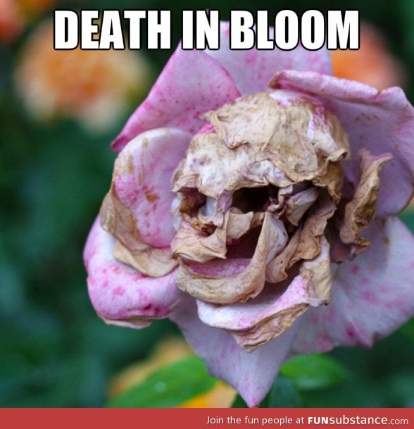 Rotting flower