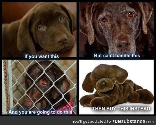 Dogs aren't disposable