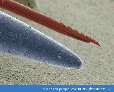Microscopic look at bee stinger vs a needle