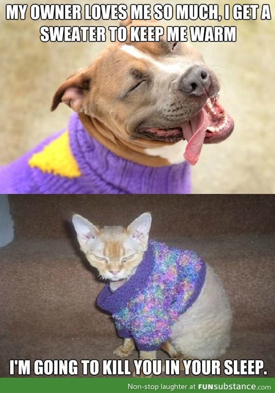 How pets react to sweaters