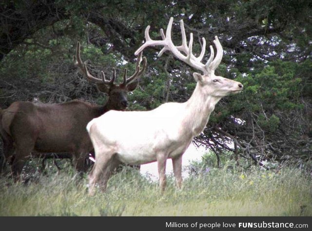 A white stag. Beautiful, is he not?