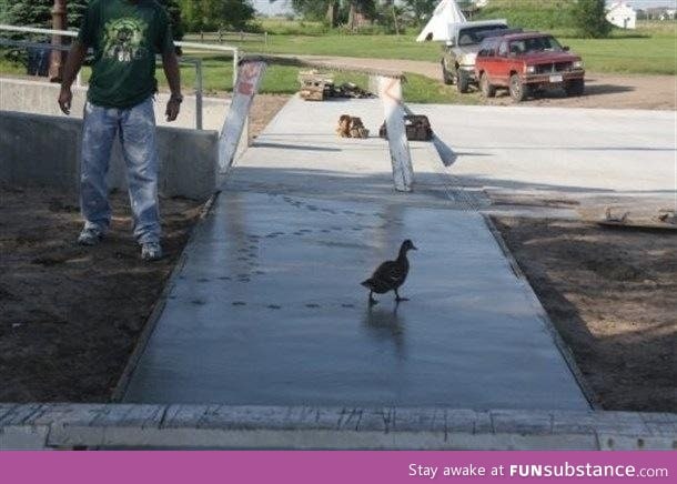 This duck...Gave zero f*cks