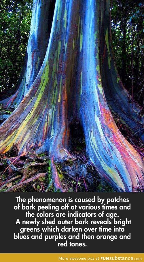 This tree naturally has rainbow colors
