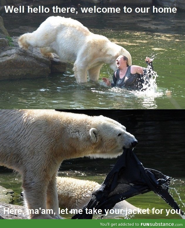 Misunderstood polar bear